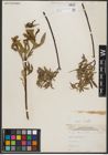 Foto von Salix petiolaris Sm.
